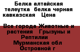 Белка алтайская телеутка, белка черная кавказская › Цена ­ 5 000 - Все города Животные и растения » Грызуны и Рептилии   . Мурманская обл.,Островной г.